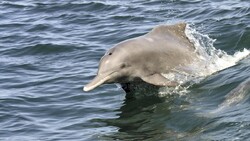 Conservation plan prepared for Persian Gulf humpback dolphins