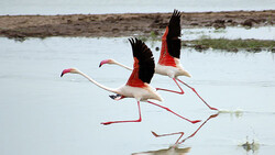 Flamingos land in international Kani Barazan wetland