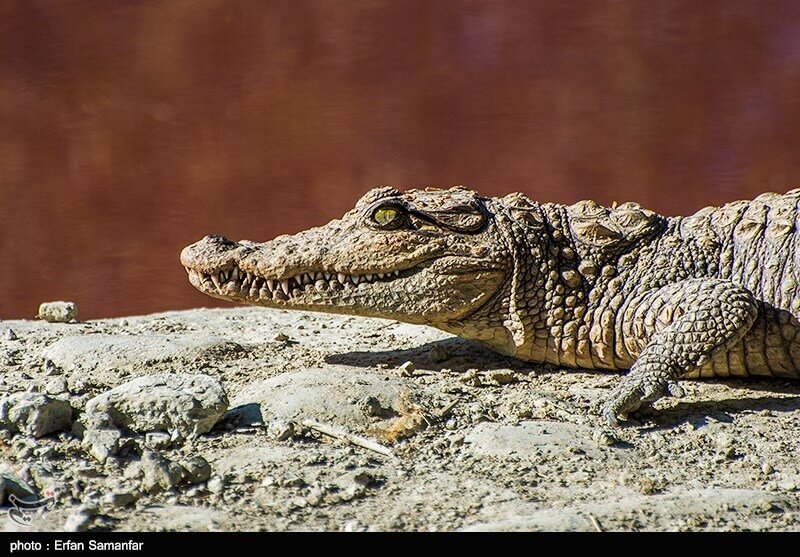 Mugger crocodile breeding an untapped potential in southern Iran - Tehran Times