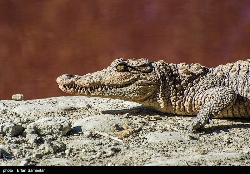 Mugger Crocodile Breeding An Untapped Potential In Southern Iran 