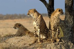 Over 20 Asiatic cheetahs sighted in north-central Iran