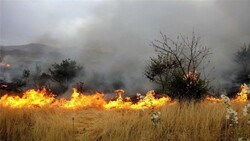 Anthropogenic wildfire extinguished in Hamoun wetland