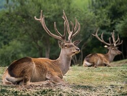 Constant supervision plan began to protect red deer in northern Iran