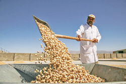 Pistachio harvest begins in northeast Iran