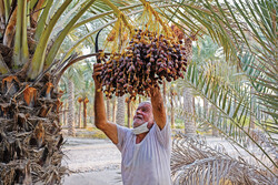 Date harvest season begins in southern Iran