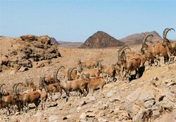 حیات وحش سمنان