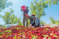 ‘Red pearl’ harvest begins in South Khorasan