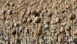 WHO confirms Iranian research on opium carcinogenicity