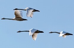 Northwestern wetlands hosting myriads of migratory birds