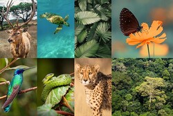 COVID-19 has given a fillip to biodiversity