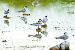 Gandoman Wetland, a top birdwatching spot