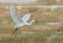 Migratory birds embark on winter trip to northeastern Iran