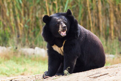 Habitat destruction, poaching endanger Asiatic black bear