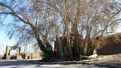 old plane tree