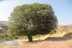 honeyberry tree