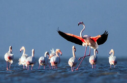 Golestan wetlands hosting first flocks of migratory birds