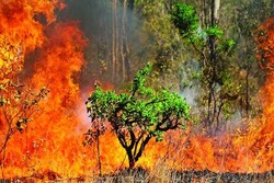 Wildfire burns 7,000ha of protected areas since mid-March