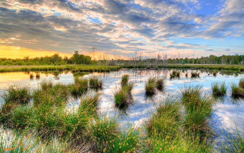 Yancheng Wetland Ecosystem