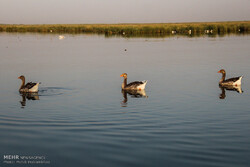 Wetlands facing debilitation