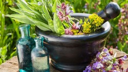 herbs and plants