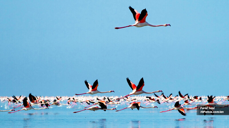 Ominous shadow of hunting on Iran’s birdwatching paradise