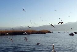 Jazmourian wetland hosting flocks of migratory birds