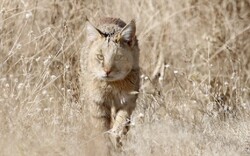 Jungle cat observed for first time in northwestern Iran