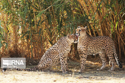 Document on protection of felines inhibiting with cheetahs approved
