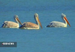 Shadegan wetland home to wintering migratory birds