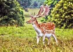 Is reproduction a solution to Persian fallow deer conservation?