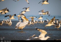 Migratory birds wintering in northern Iran increased by 30%