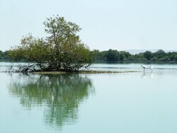 Mangrove forests at serious risk of disappearing, loss of species