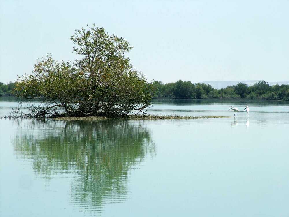 Iran-mangroves