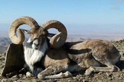 South Khorasan hosting unique species of urial