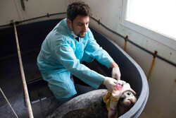 A scene from the documentary “Amir” shows Iranian veterinarian Amir Shirazi and a Caspian seal. 
