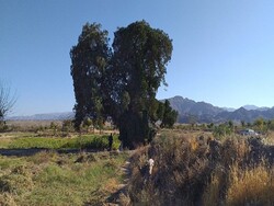 Old trees