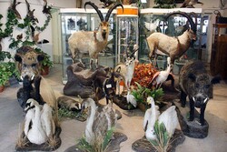 Iran’s biodiversity museum offering free admission on March 3