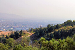 Major afforestation project inaugurated in Tehran