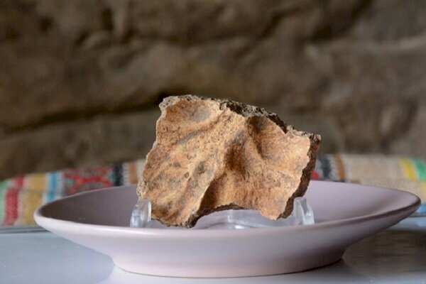Fossil found in Iran cave part of 