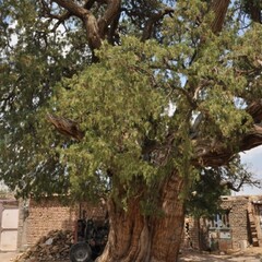 Old cypress tree