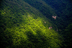 4,500 ha of Golestan forests undergo reforestation