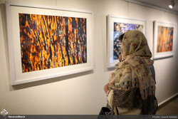 An art aficionado visits a photo exhibition by Hesam Darvishpur at Golestan Gallery on June 7, 2019. (Honaronline/Saeid Rabiei)