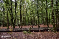 Annual budget for forest protection doubles
