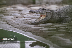 Gando: the only crocodile native to Iran