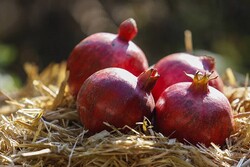 Pomegranate trees