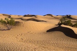 Over 50,000 ha of desert areas to be rehabilitated