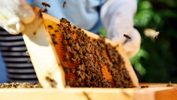 Slovenia strengthens cooperation with Iran in beekeeping
