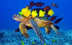 Half of endemic turtle species in Iran endangered