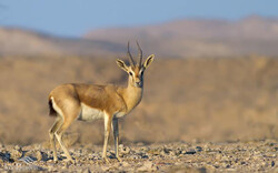 Alarm bells ringing: Persian gazelle facing extinction