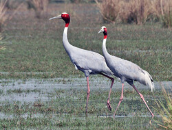 Flocks of migratory bird land in Chaldoran wetlands